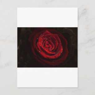 Cartão Postal Rosa Vines Coração Padrão Flor Paz Destino de Amor