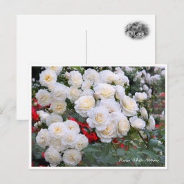 Cartão Postal Rosa White Arrow