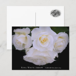 Cartão Postal Rosa White Arrow