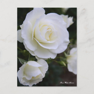 Cartão Postal Rosa White Arrow:Postcard