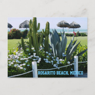 Cartão Postal Rosarito Beach, México (Cactos)