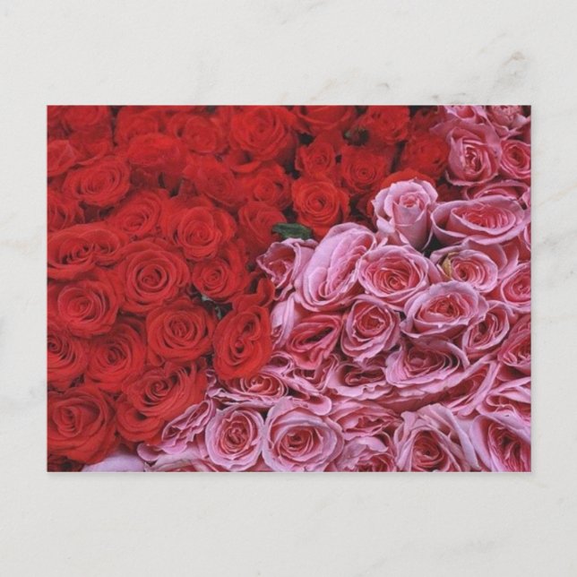 Cartão Postal Rosas (Frente)