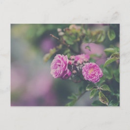 Cartão Postal Rosas