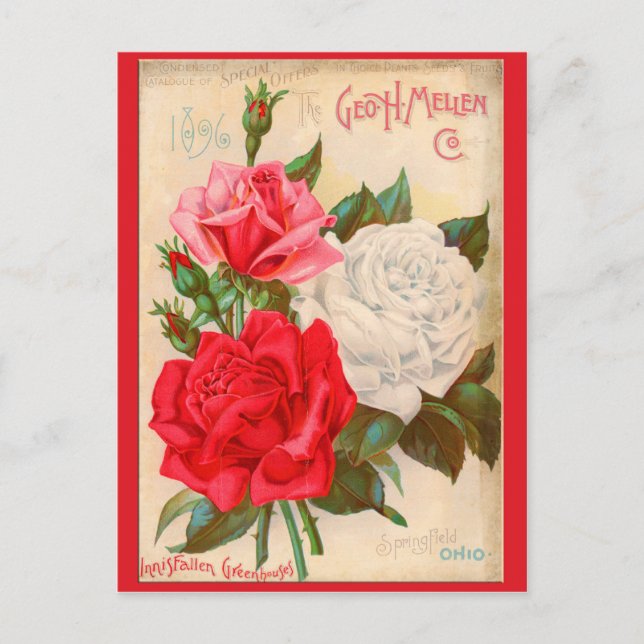 Cartão Postal Rosas (Frente)