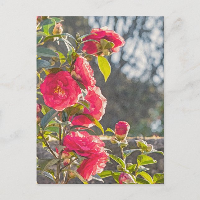 Cartão Postal Rosas  (Frente)