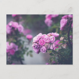 Cartão Postal Rosas