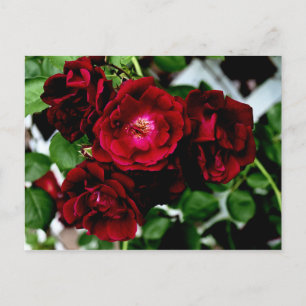 CARTÃO POSTAL ROSAS 2