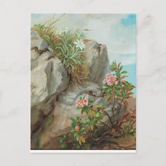 Cartão Postal Rosas alpinos Anna Stainer-Knittel Vintage (Frente)