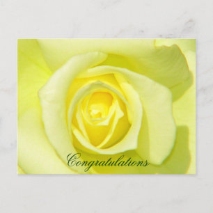 Cartão Postal Rosas Amarelas_