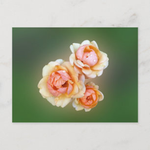 Cartão Postal rosas amarelas