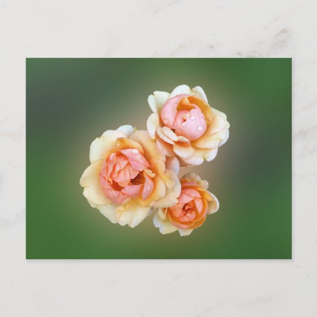 Cartão Postal rosas amarelas (Frente)
