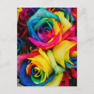 Cartão Postal Rosas arco-íris