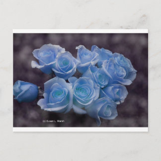Cartão Postal Rosas azuis brilhantes sobre fundo escuro