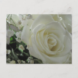 Cartão Postal Rosas brancas