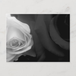 Cartão Postal Rosas brancas e pretas