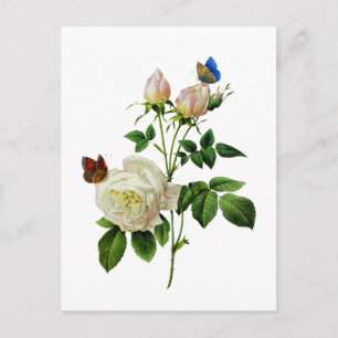 Cartão Postal Rosas brancos e borboletas por Redoute