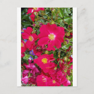 Cartão Postal Rosas Briar e Violetas Doce