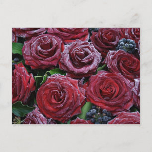 Cartão Postal Rosas congelados
