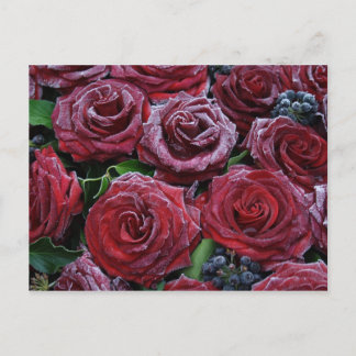 Cartão Postal Rosas congelados