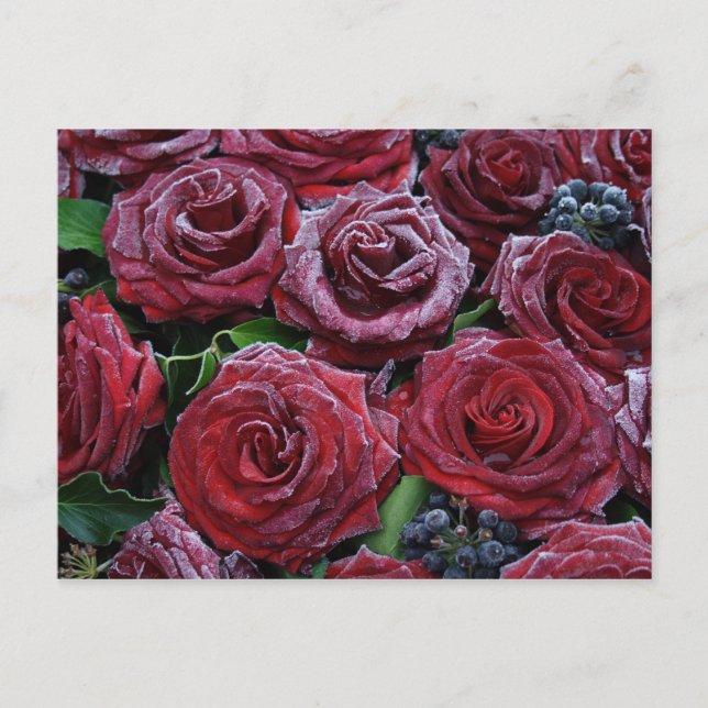 Cartão Postal Rosas congelados (Frente)
