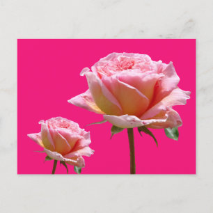 Cartão Postal Rosas Cor-de-Rosa Fechadas Cor de Fundo Personaliz