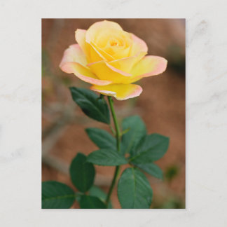 Cartão Postal Rosas de Flores Florais de Rosa Amarelo