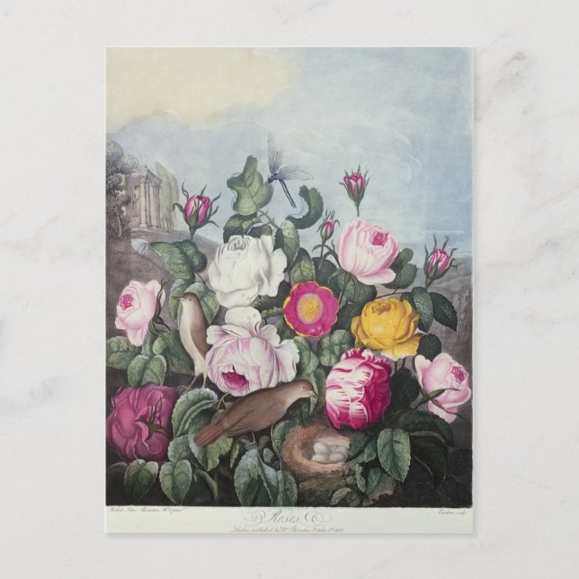 Cartão Postal Rosas, de 'O Templo da Flora' (Frente)
