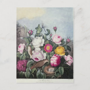 Cartão Postal Rosas, de 'O Templo da Flora'