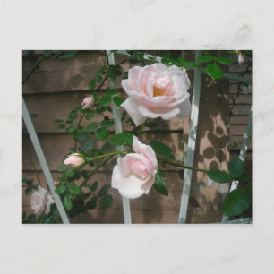 Cartão Postal rosas de subida cor-de-rosa