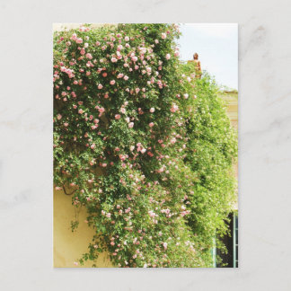 Cartão Postal Rosas de Subida de PINK