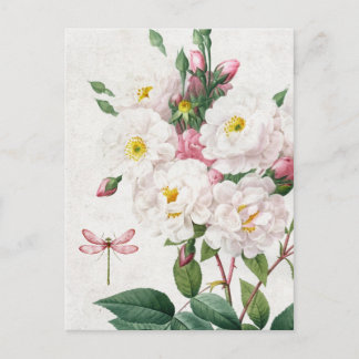 Cartão Postal Rosas e Dragonfly, rosa e branca, vindimadas