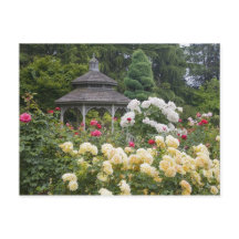 Rosas em flor e Rose Garden Gazebo no