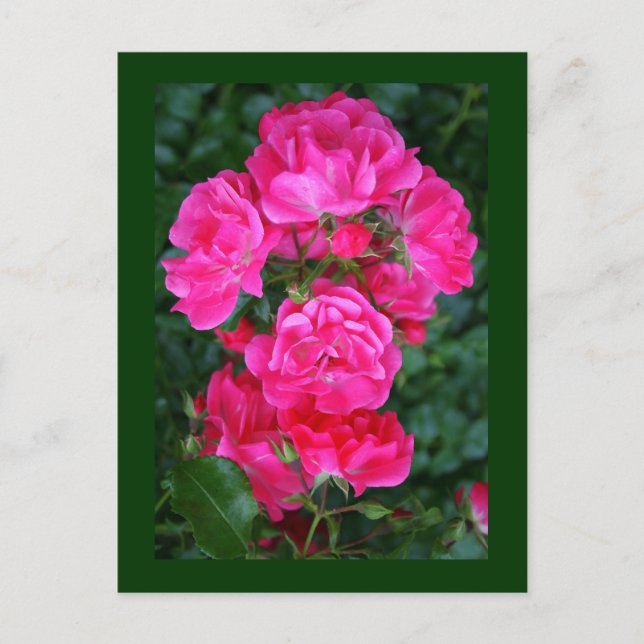 Cartão Postal Rosas em inglês (Frente)