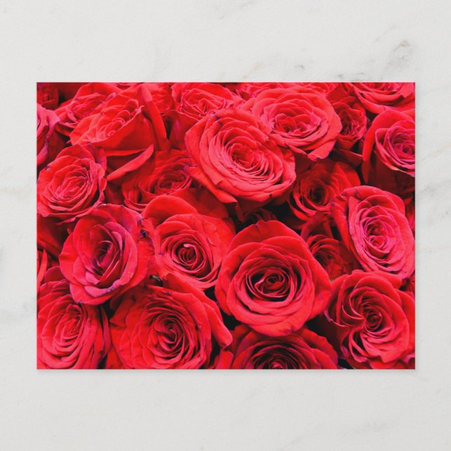 Cartão Postal Rosas florais vermelhos elegantes (Frente)