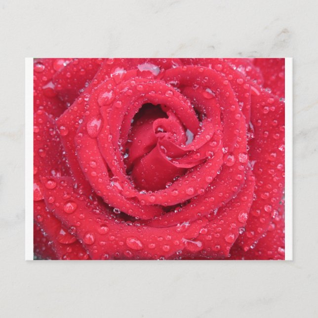 Cartão Postal rosas flores florescer pétalas água gotas (Frente)
