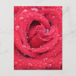 Cartão Postal rosas flores florescer pétalas água gotas
