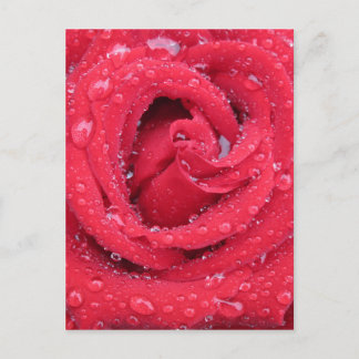 Cartão Postal rosas flores florescer pétalas água gotas
