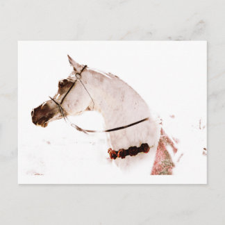 Cartão Postal Rosas num Cinza