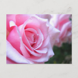 Cartão Postal Rosas Rosa