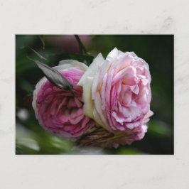 Cartão Postal Rosas Rosa - Dueto Enrubescido