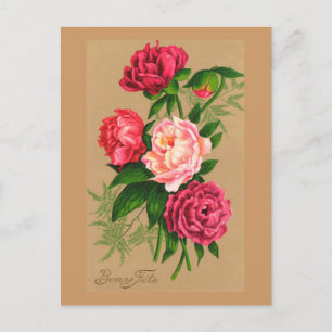 Cartão Postal Rosas Rosa Flóridas Flóridas, Cute Vintage