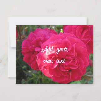 Cartão Postal Rosas Rosa Quente - Personalizados