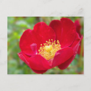 Cartão Postal Rosas são Cartão-postal vermelho
