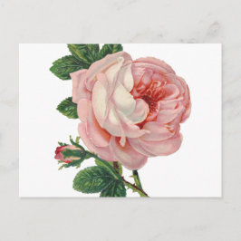 Cartão Postal Rosas são rosa