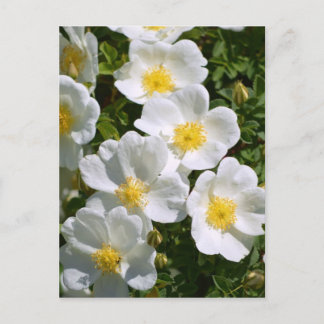 Cartão Postal Rosas Selvagens Brancas