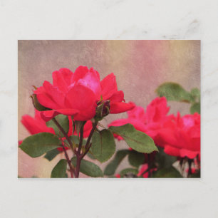 Cartão Postal rosas vermelhas