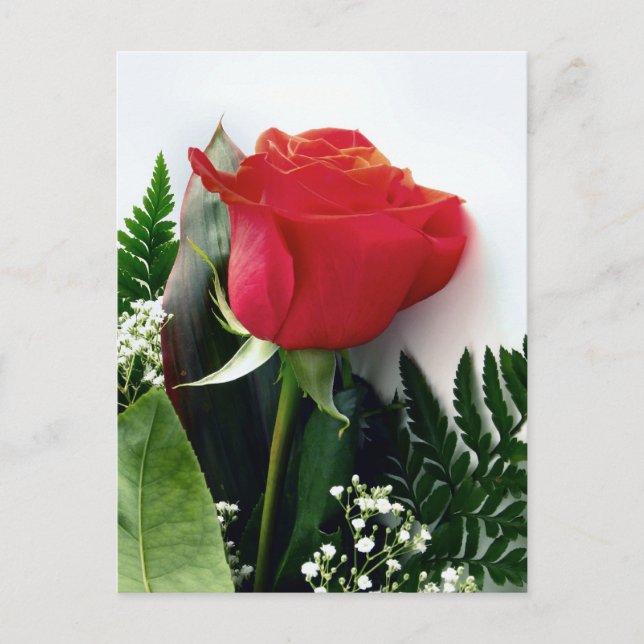 Cartão Postal Rosas vermelhas (Frente)