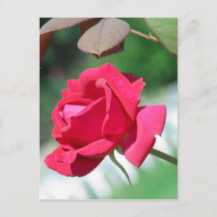 Cartão Postal Rosas vermelhas