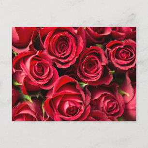 Cartão Postal rosas vermelhas