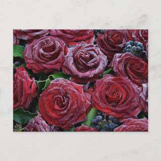 Cartão Postal Rosas vermelhas Escuras Congeladas Num Grama